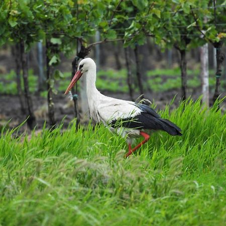 Pension & Weingut Storchenblick Illmitz Buitenkant foto