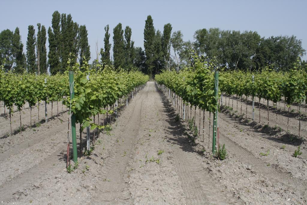 Pension & Weingut Storchenblick Illmitz Buitenkant foto